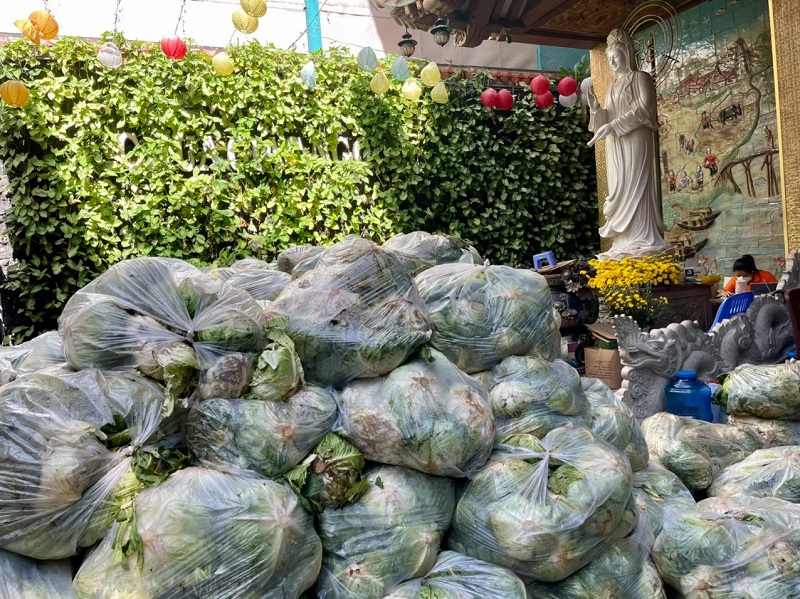 Chùa Giác Ngộ Mua "Giải Cứu" 70 Tấn Bắp Cải, Tiếp Sức Cho Người Dân Trong Mùa “Bão Covid-19”