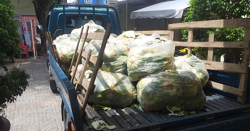 Chùa Giác Ngộ Mua "Giải Cứu" 70 Tấn Bắp Cải, Tiếp Sức Cho Người Dân Trong Mùa “Bão Covid-19”