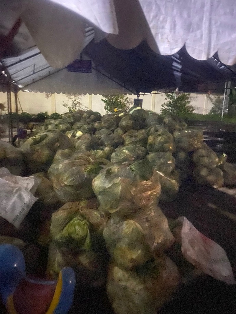 Chùa Giác Ngộ Mua "Giải Cứu" 70 Tấn Bắp Cải, Tiếp Sức Cho Người Dân Trong Mùa “Bão Covid-19”