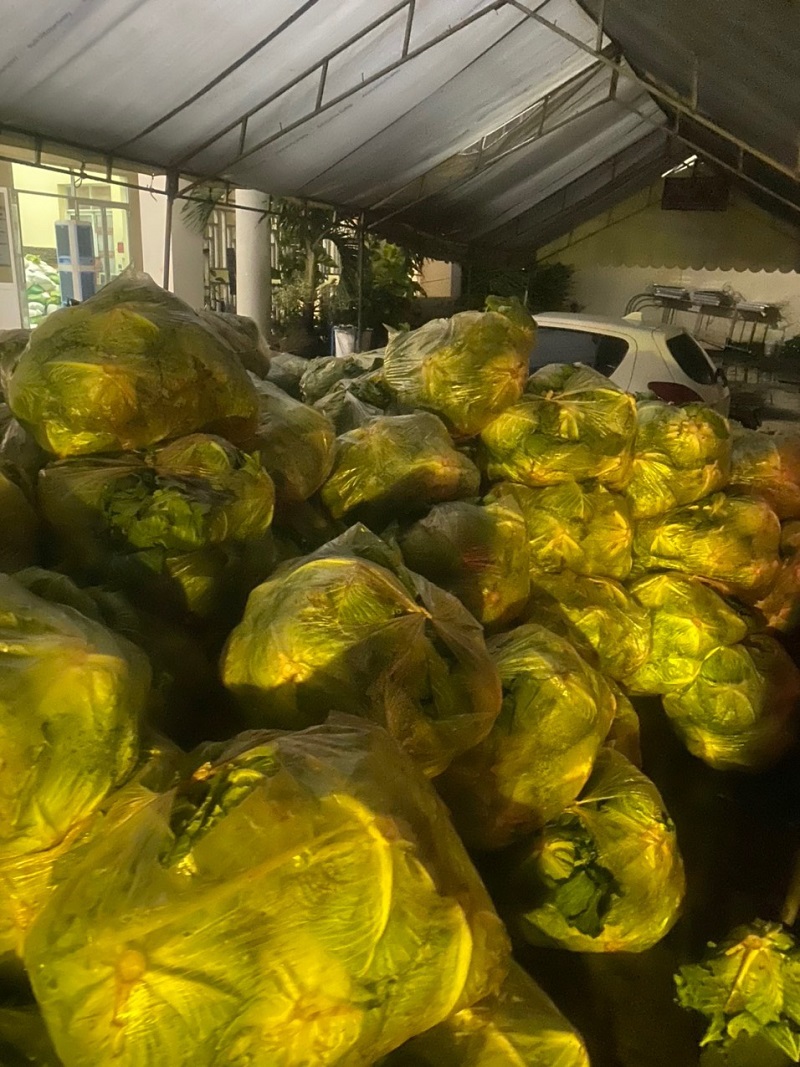 Chùa Giác Ngộ Mua "Giải Cứu" 70 Tấn Bắp Cải, Tiếp Sức Cho Người Dân Trong Mùa “Bão Covid-19”