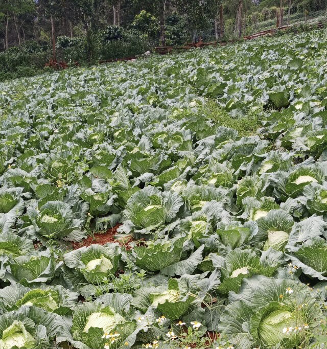 Chùa Giác Ngộ Mua "Giải Cứu" 70 Tấn Bắp Cải, Tiếp Sức Cho Người Dân Trong Mùa “Bão Covid-19”