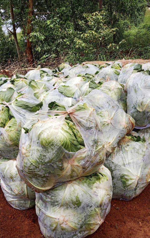 Chùa Giác Ngộ Mua "Giải Cứu" 70 Tấn Bắp Cải, Tiếp Sức Cho Người Dân Trong Mùa “Bão Covid-19”