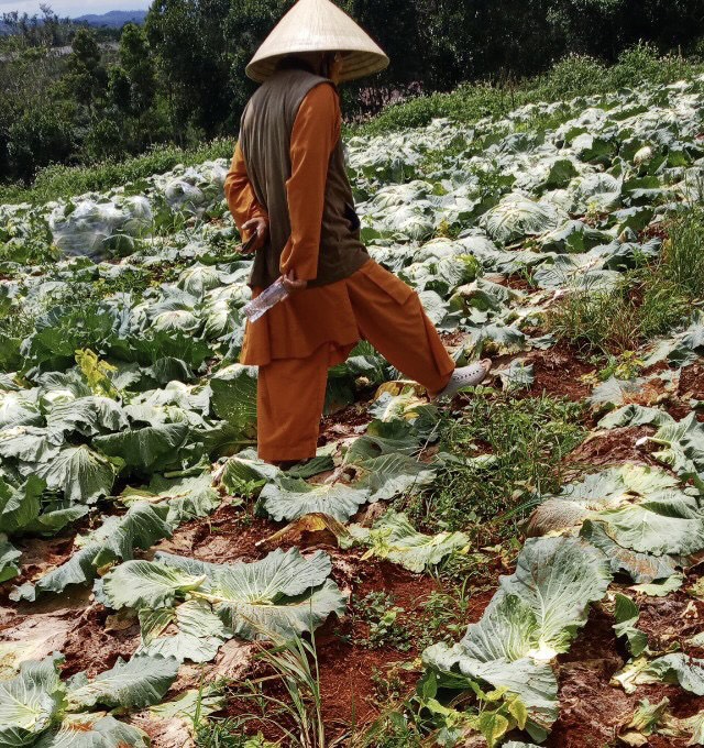 Chùa Giác Ngộ Mua "Giải Cứu" 70 Tấn Bắp Cải, Tiếp Sức Cho Người Dân Trong Mùa “Bão Covid-19”