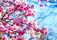 Cùng đón tân Xuân lành mạnh