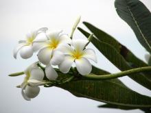 Chuyện Trên Đồi Hoa Sứ