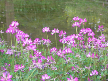 Tử sanh chép lại lời thơ