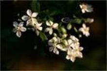 Vũ khúc luân hồi trên đôi vai