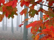 Bóng Nhỏ Chiều Thu