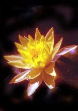 Viết thêm 12 bài, dành cho Chư Tôn Đức Tăng Ni