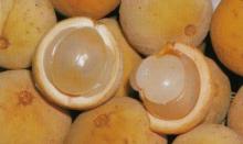 Trái Bòn Bon