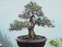 Gốc tùng