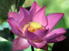 Những cánh hoa trí tuệ - phần 29