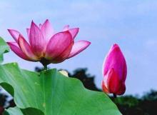 Một số vấn đề trong A tỳ đàm