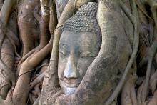 Cây cổ thụ Phật Giáo