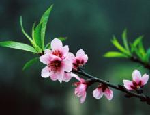 Trần Nhân Tông với cảm hứng mùa xuân