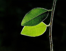 Chút TìnhThơ Tặng Người