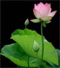 Thương Nhớ Sư Đệ