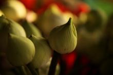 Tỳ Ni Nhật Dụng Thiết Yếu - Thực tập luật nghi hằng ngày (cho người mới tu)