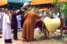Nói về con bò quy y ở chùa Pháp Hải, huyện Bình Chánh