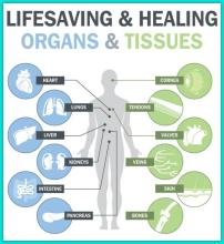 Hiến Tặng Bộ Phận Cơ Thể: Đừng Để Các Huyền Thoại Làm Cho Bạn Rối Trí