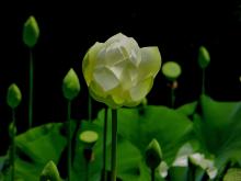 Viên Tịch và Tân Viên Tịch