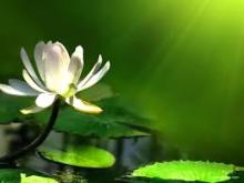 Ý Phật Trong Thành Ngữ “Đặng Không Mừng, Mất Không Lo”