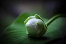 Hương Xông Thầy Về