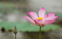 Chùm Thơ Đường Luật Hoài Cảm
