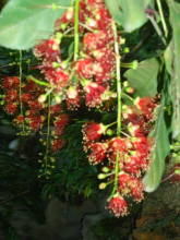 Lộc vừng mùa hạ