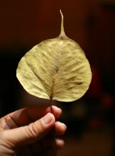 Kết quả tự nhiên
