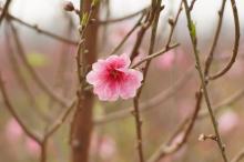 Diễn văn khai mạc đại lễ "Cầu quốc thái dân an" chùa Thiên Khánh