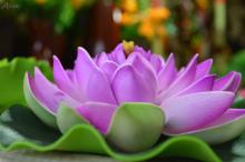 Nhận Diện Phạm Vi Của Khổ Đau