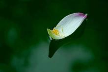 Không Vướng Mắc