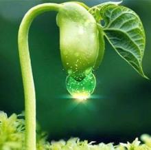 Những Hạt Mầm An Vui..