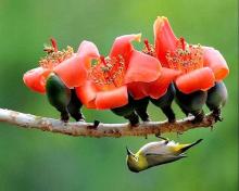 Cảm Động Giới Thiệu Pháp Môn Niệm “Nam-Mô Quán Thế Âm Bồ Tát”