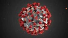 Virus Corona, Virus Bình Đẳng