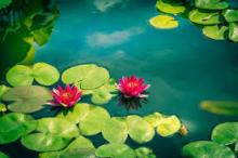 Giọt Sầu Nhân Thế