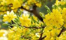 Suy ngẫm hai bài thơ xuân của Tổ Trúc Lâm