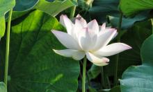 Đạo Phật cuối thế kỷ 20