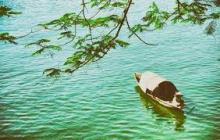 Lệ trần