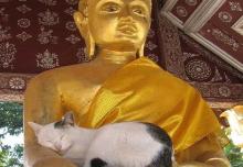 Mèo Là Loài Vật Đáng Thương