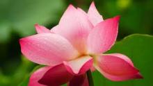 Kinh Nghĩa Túc: Cái Biết Qua Bờ