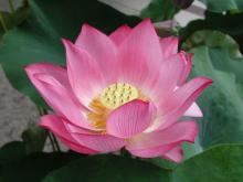 Những cánh hoa trí tuệ - Phần 09