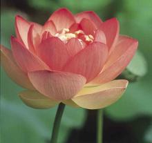 Những cánh hoa trí tuệ - Phần 08