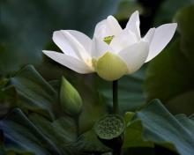 Những cánh hoa trí tuệ - Phần 11