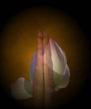 Cánh sen hồng vừa nở trong tâm...