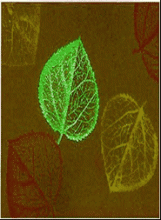 Sắc màu của chiếc lá