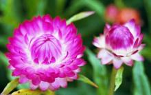 10 bài – Hoa Đạo Pháp 01-15 (thnhattan@yahoo.com.au)