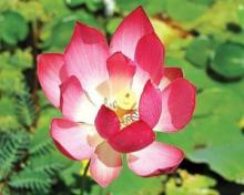 Liên Hoa Nhật Chiếu
