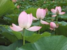 Nghiệp Thức Che Đậy